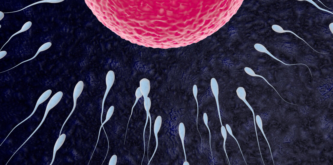 Embryo development stages