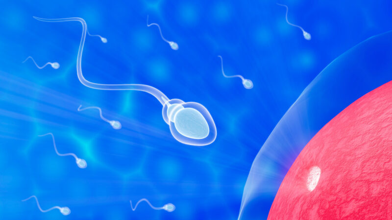 The Male Role in Surrogacy: Responsibility, Emotion, and Decision-Making