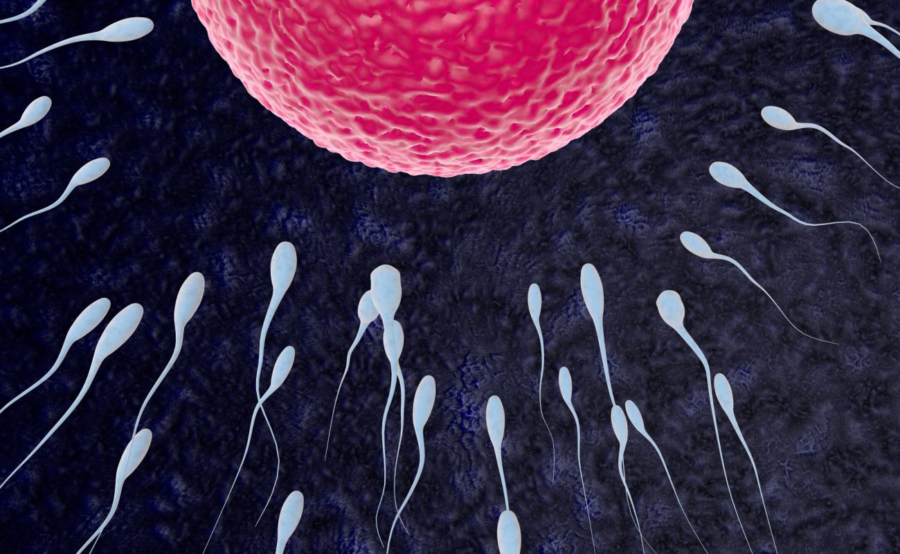 Embryo development stages